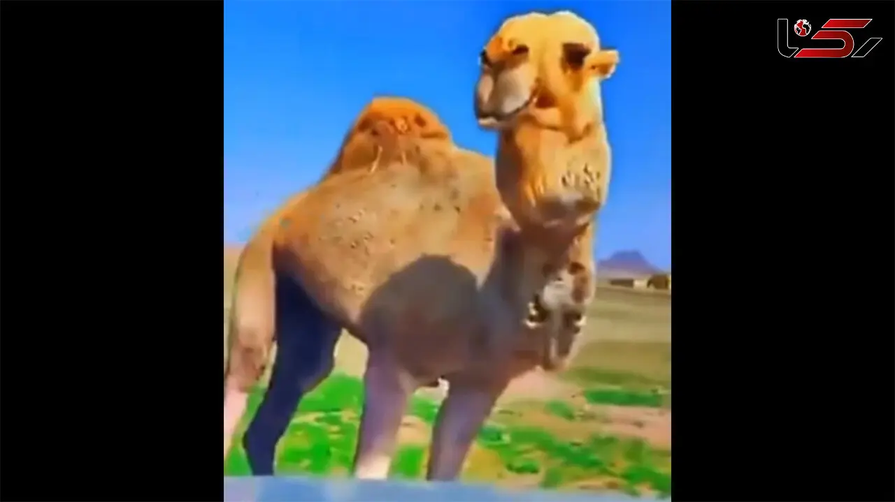 ببینید / حمله عجیب شتر گرسنه به آینه بغل یک ماشین! + فیلم