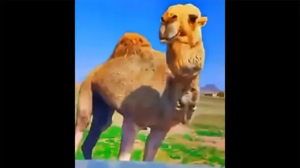ببینید / حمله عجیب شتر گرسنه به آینه بغل یک ماشین! + فیلم