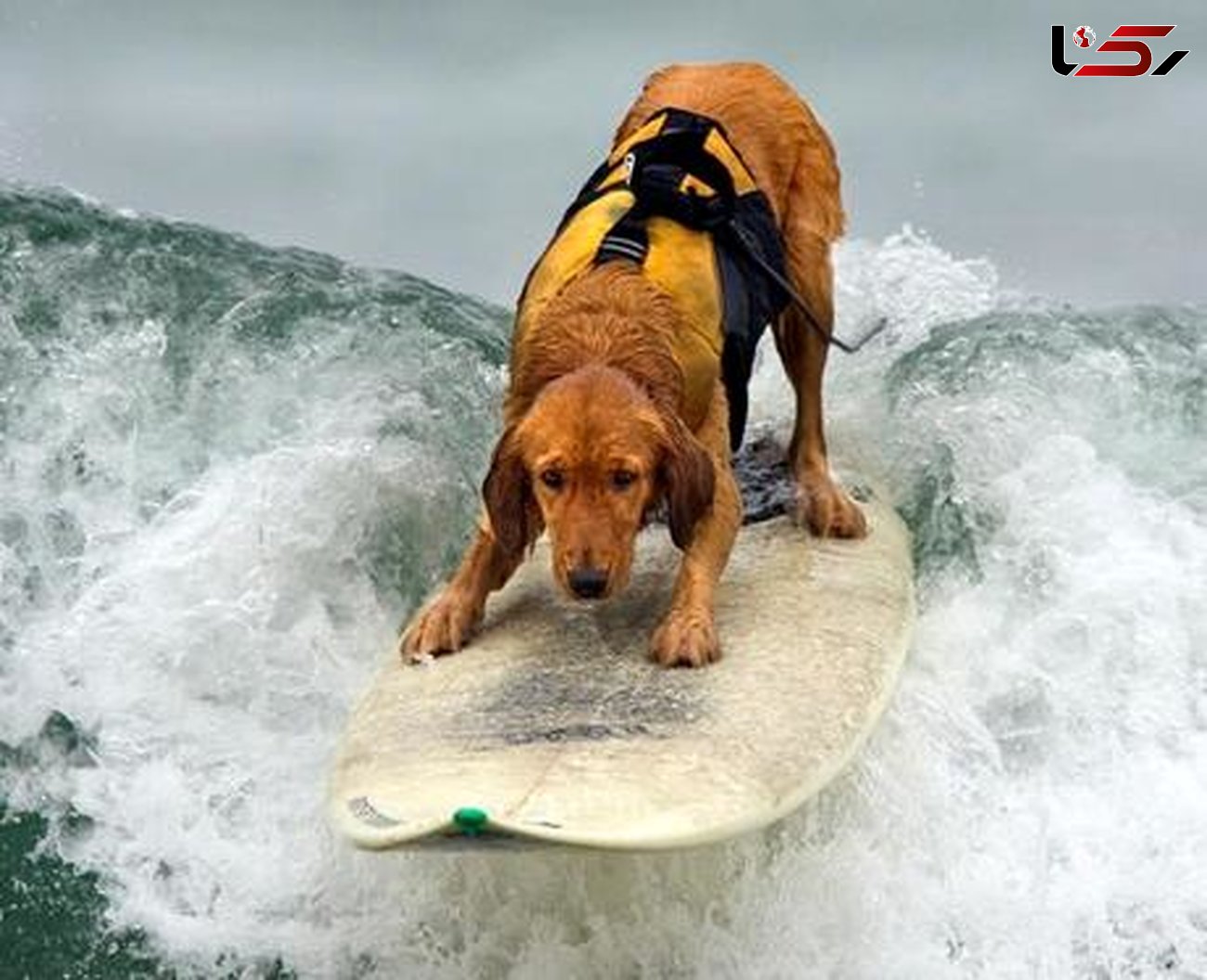 موج سواری سگ‌ها + عکس های دیدنی