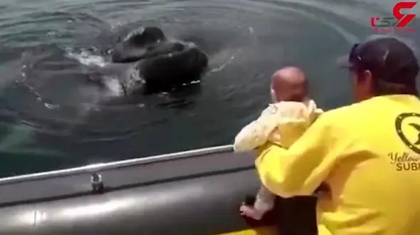 بازی دیدنی نهنگ با کودک 6 ماهه آرژانتینی+فیلم