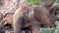 نقش خرافات در کشتار خرس قهوه ای در ایران + فیلم