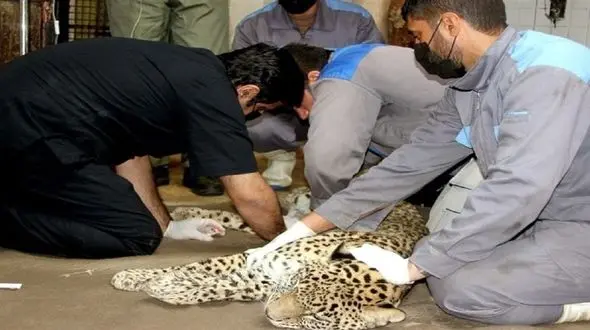 تلف شدن پلنگ باغ وحش ارم