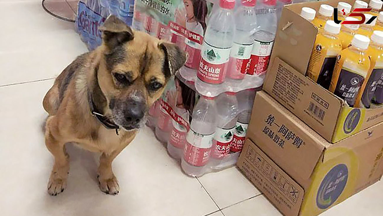 قصه غم انگیز این سگ پس از مرگ کرونایی صاحبش + عکس