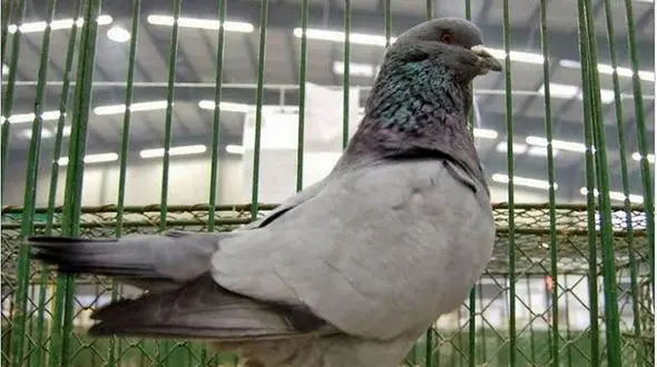 جنجالی که یک کبوتر به پا کرد! 