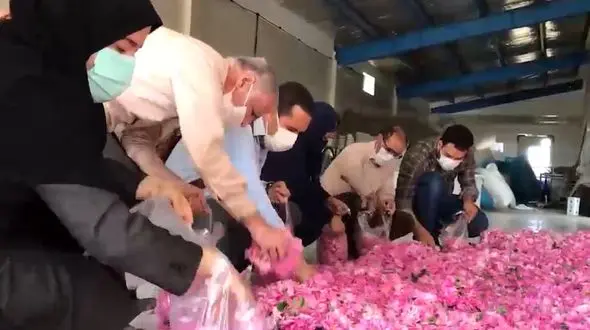 فیلم زیبا از برداشت گل محمدی در ملایر