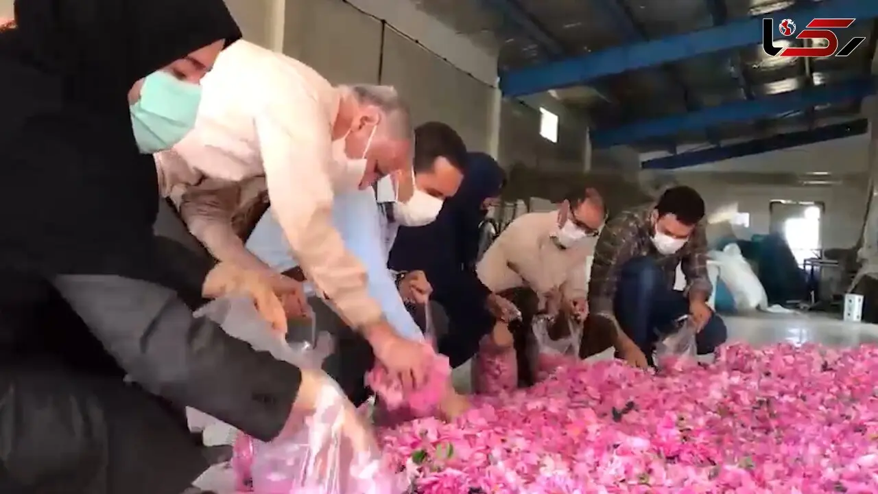 فیلم زیبا از برداشت گل محمدی در ملایر
