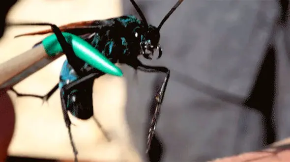 این مرد تصمیم گرفت دردناک‌ترین نیش دنیا را تجربه کند!+فیلم