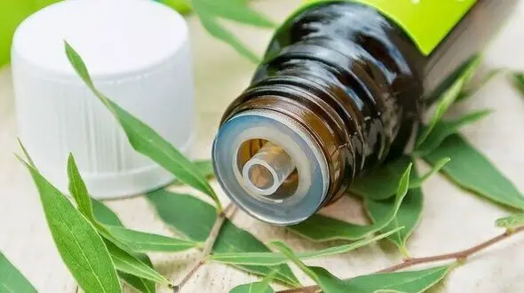 جوانسازی پوست با روغن درخت چای