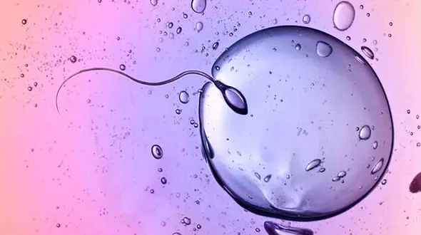 عوامل موثر در کاهش باروری / اسپرم ها در سال 2045 به صفر می رسد