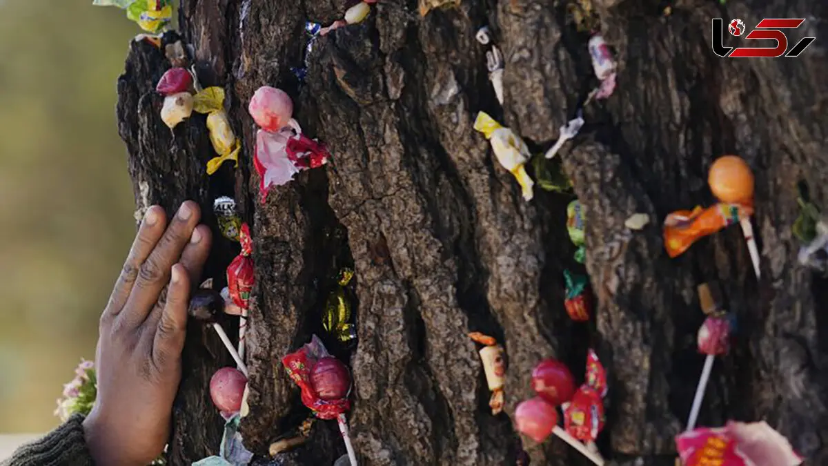 Lightning-Struck ‘Miracle Tree’ in Bolivian Cemetery Attracts Wish-Seeking Devotees + Video