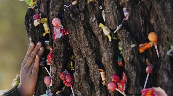 Lightning-Struck ‘Miracle Tree’ in Bolivian Cemetery Attracts Wish-Seeking Devotees + Video
