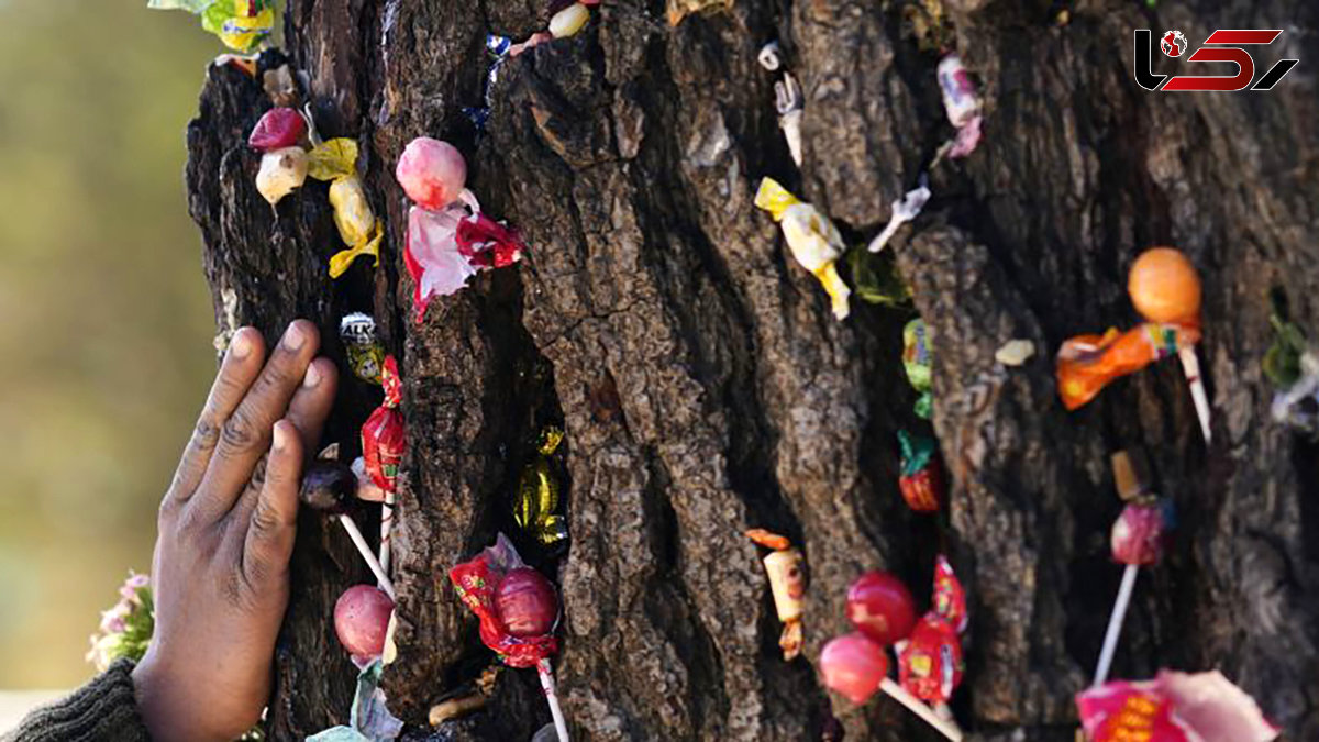 Lightning-Struck ‘Miracle Tree’ in Bolivian Cemetery Attracts Wish-Seeking Devotees + Video