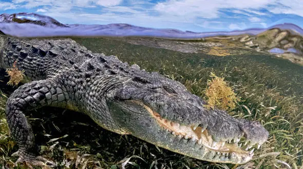 تصاویر شگفت انگیز از یک کروکویل 