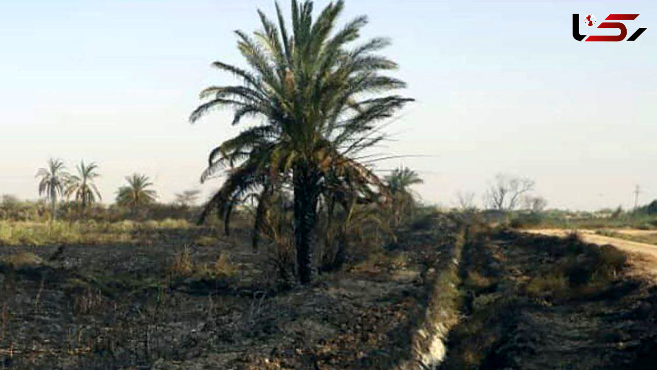 آتش سوزی در نخلستان حمیدیه