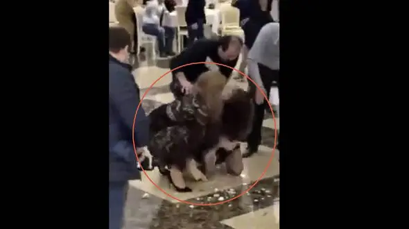 کتک کاری شدید 2 دختر جوان در جشن عروسی / عروس دعوا راه انداخت ! + عکس