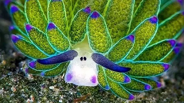 گوسفند دریایی، تنها حیوان فتوسنتز کننده + فیلم