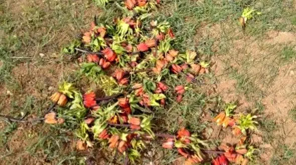  لاله های واژگون در لرستان می گریند! + عکس