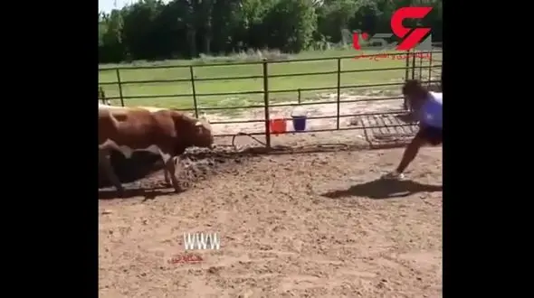 جدال ابلهانه مرد احمق با گاو وحشی+ فیلم