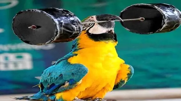 حرکات نمایشی این طوطی دیدن دارد + فیلم