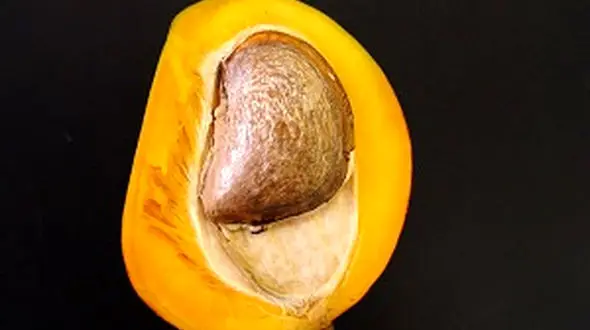 مغز هسته انبه را بخورید!