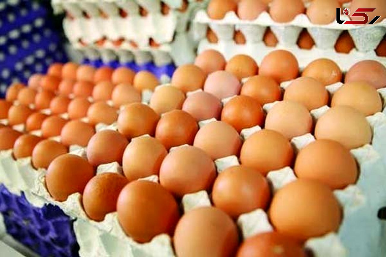 تخم مرغ‌های ایرانی به قطر رفت/ صادرات ۱۵۰۰ تنی به افغانستان