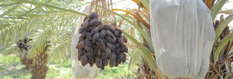خرمای مجول اردن