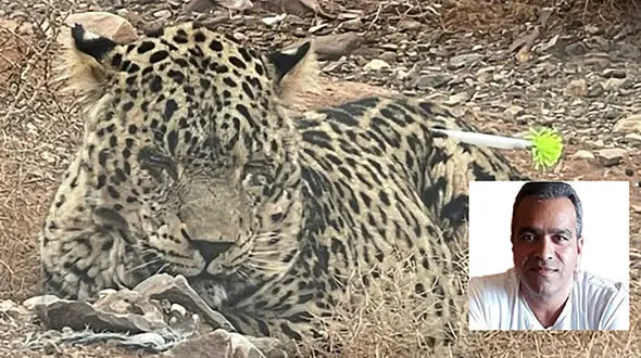 حمله پلنگ به روستایی در دماوند/ کشمیری: محیط زیست تنهاست؛ کم‌کاری وزارت آموزش و پرورش، آموزش عالی و رسانه ها مشهود است