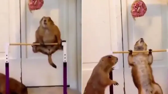 بارفیکس رفتن سنجاب کوچولو دوست داشتنی +فیلم
