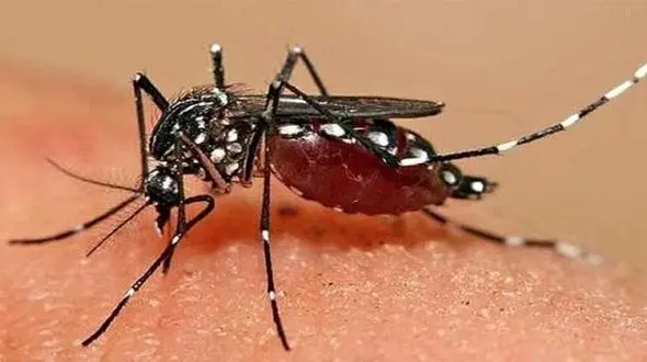 ۸۰ درصد بیماران تب دنگی علامت ندارند/ وجود پشه مهاجم در ایران