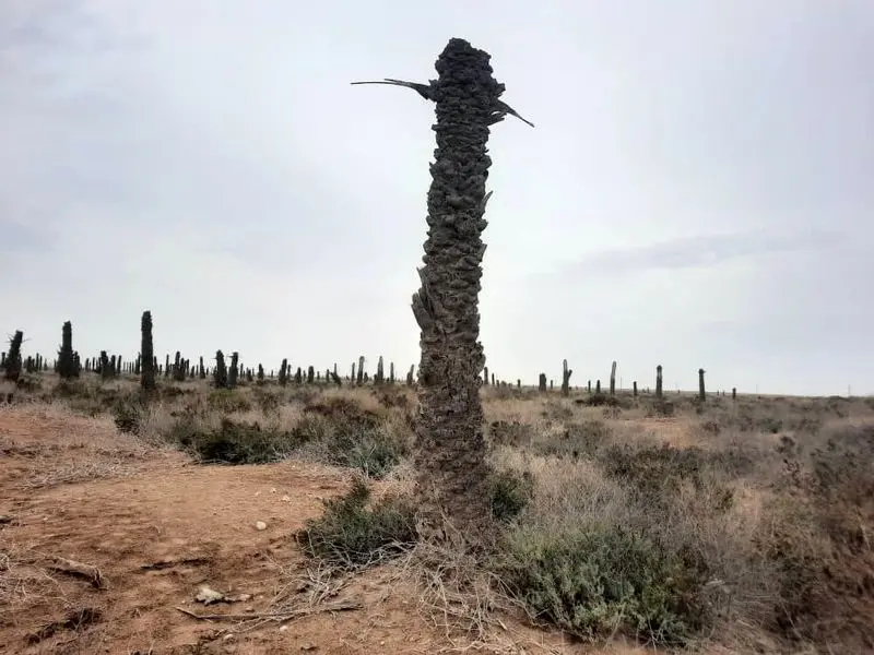 نخل های خوزستان آبادان و خرمشهر