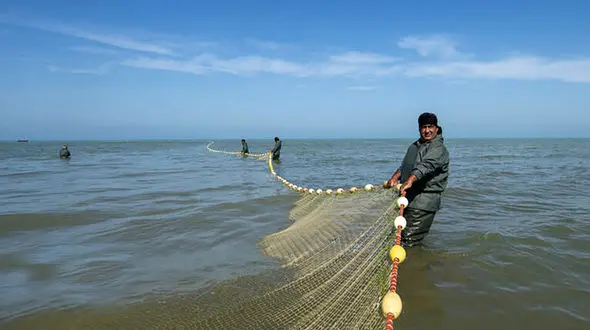 افزایش خطرناک و مصنوعی ماهی سفید در دریای خزر /۳۵ درصد صیدها در دریای کاسپین غیرقانونی است/ رشوه گیری های سیاه! + فیلم