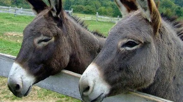 پشگل الاغ به کیلویی 80 هزار تومان رسید