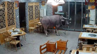 فیلم هولناک از حمله یک گاو به رستوران / همه ترسیدند