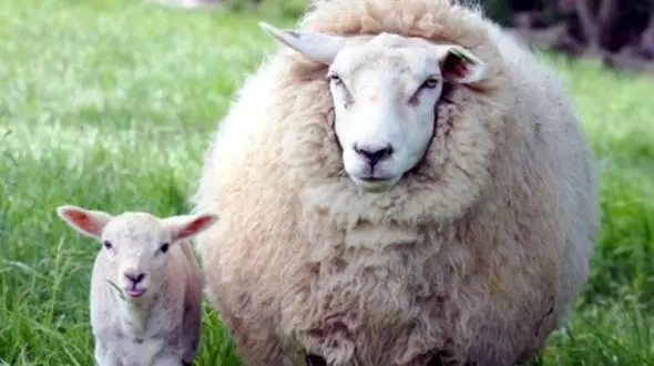 عکس های عجیب  از گوسفندی که بچه انسان زایید/ تولد این جانور عجیب الخلقه همه را شوکه کرد