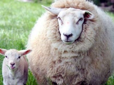 عکس های عجیب  از گوسفندی که بچه انسان زایید/ تولد این جانور عجیب الخلقه همه را شوکه کرد