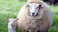 عکس های عجیب  از گوسفندی که بچه انسان زایید/ تولد این جانور عجیب الخلقه همه را شوکه کرد