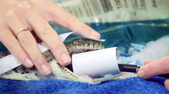 فیلم لحظه ترسناک بیرون کشیدن قلاده سگ از معده مار پیتون!