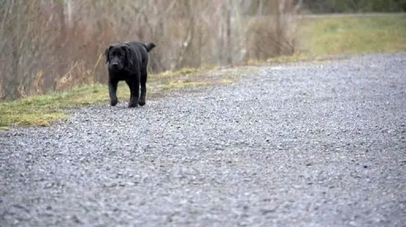 حمله  سگ بی رحم به کودک 9 ساله + عکس