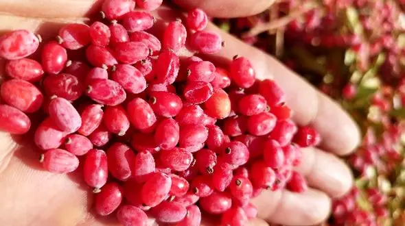 گنجینه سرخ؛ معجزه‌ شگفت‌ انگیز برای سلامت و زیبایی