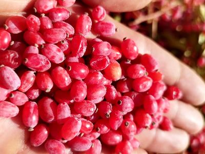 گنجینه سرخ؛ معجزه‌ شگفت‌ انگیز برای سلامت و زیبایی