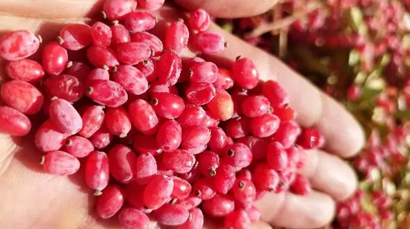 خواص زرشک برای قلب و دیابت 