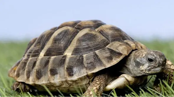 ببینید / واکنش عجیب و تهاجمی لاک پشت به رنگ سیاه!