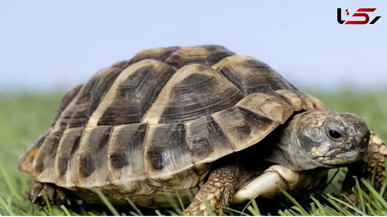 ببینید / واکنش عجیب و تهاجمی لاک پشت به رنگ سیاه!