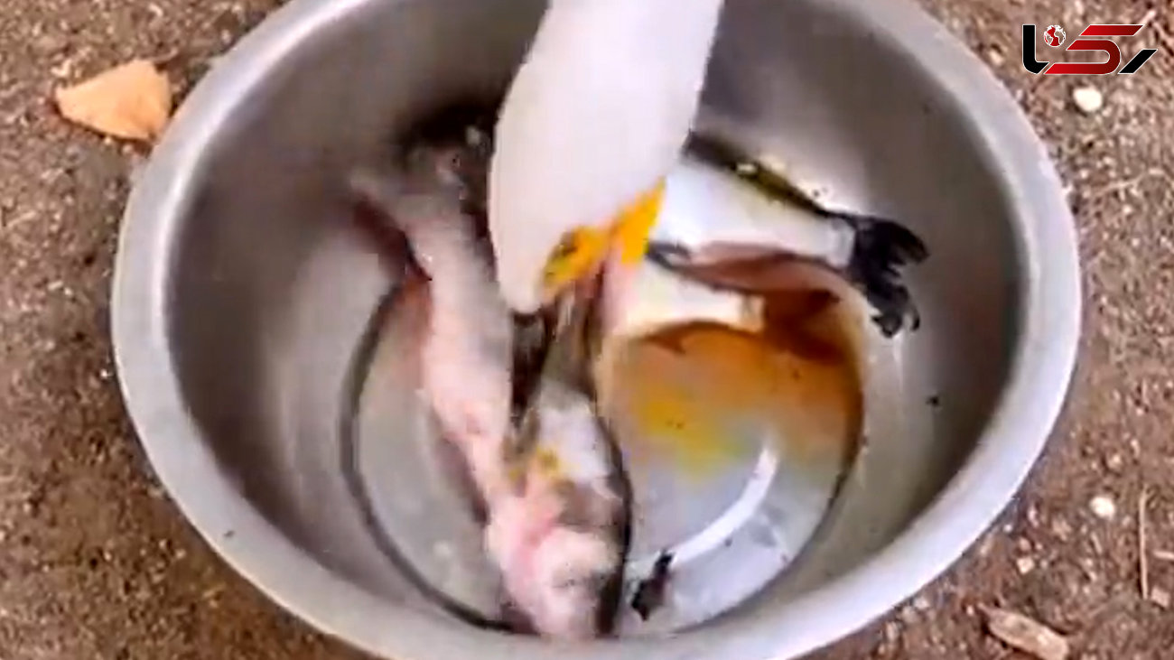 فیلم ماهی دزدی پرنده گرسنه را ببینید 