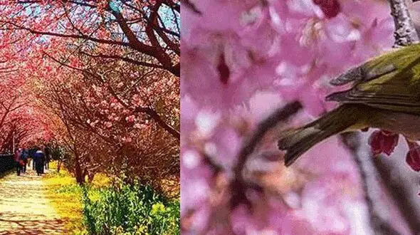 ‏تصاویری شگفت انگیز از شکوفه های گیلاس زودهنگام +تصاویر
