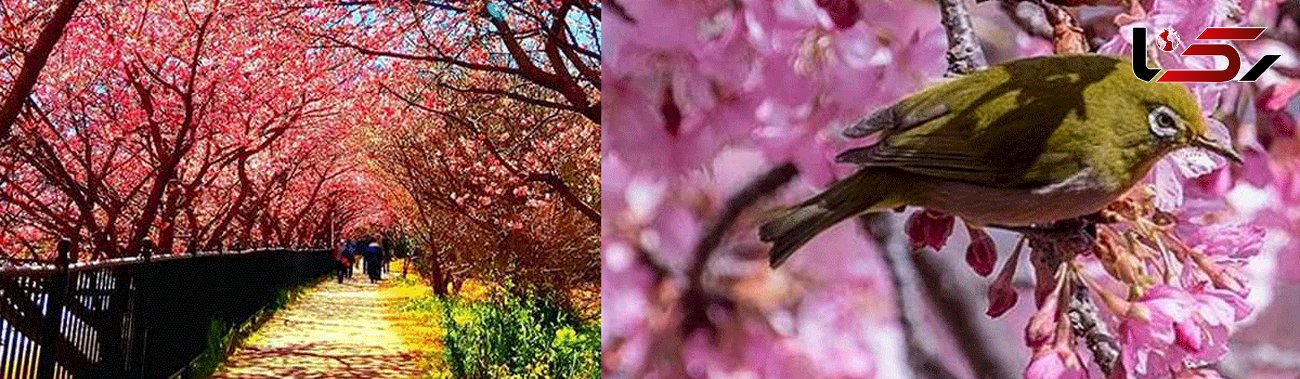 ‏تصاویری شگفت انگیز از شکوفه های گیلاس زودهنگام +تصاویر
