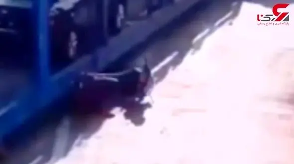 صحنه‌ وحشتناک زیر گرفته‌شدن کودک توسط تریلی +فیلم 