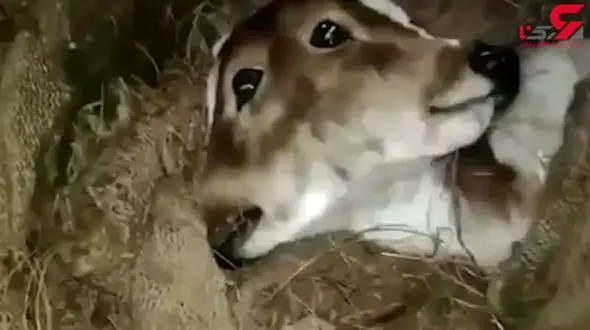 تولد گوساله دو سر در هند+فیلم