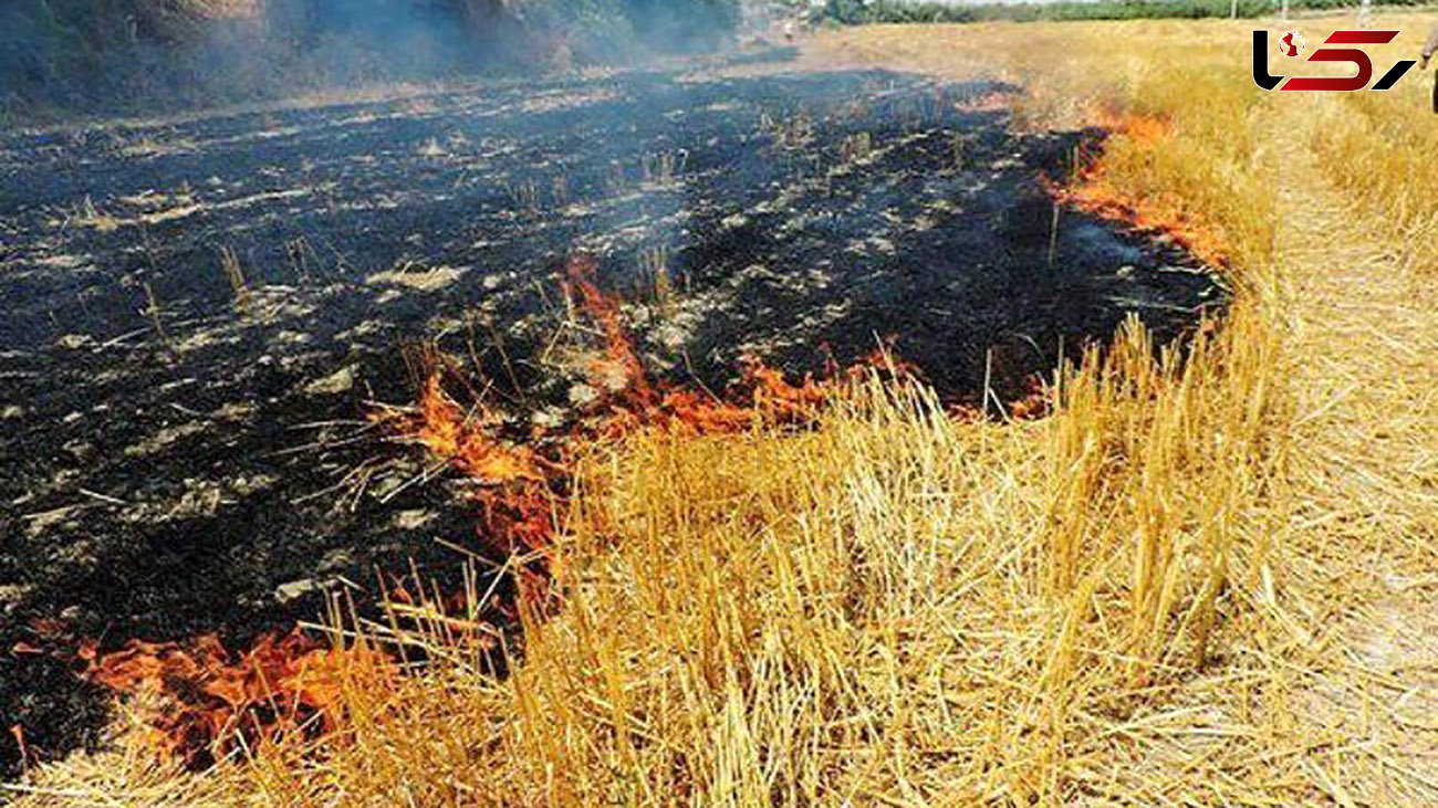 کشاورزان اردبیلی از آتش زدن بقایای محصولات خودداری کنند