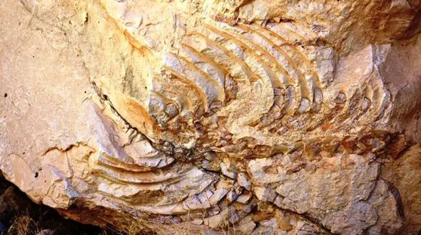 یک فسیل مهره دار کشف شد